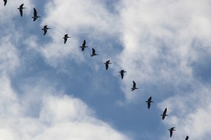 bird-migration-3945722_1920