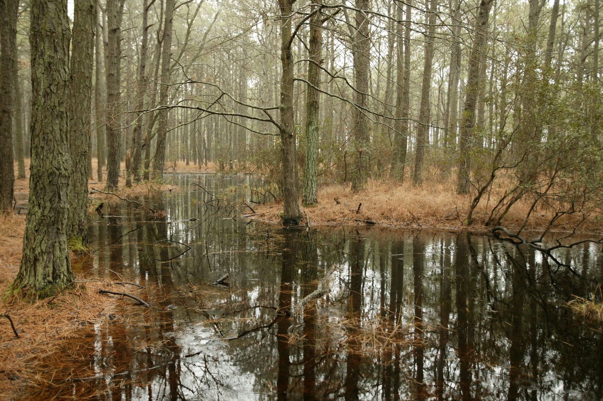 swamp-851827_1920